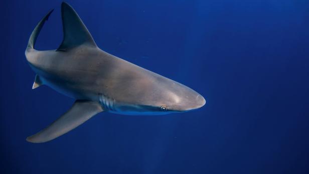 68-jährige Österreicherin in Ägypten von Hai getötet