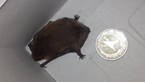 Eine kleine, braune Fledermaus liegt neben einer Zwei-Euro-Münze.