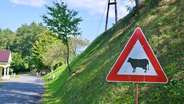 Pinzgau: Kühe verletzten zwei Wanderer schwer