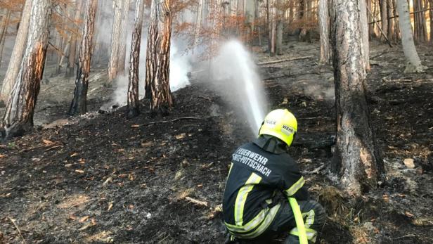 Der Waldbrand 2021 zerstörte 115 Hektar Wald