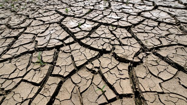 Ausgetrockneter, rissiger Boden mit vereinzelten, kleinen grünen Pflanzen.
