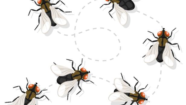Mehrere Fliegen schwirren auf einem spiralförmigen Pfad.