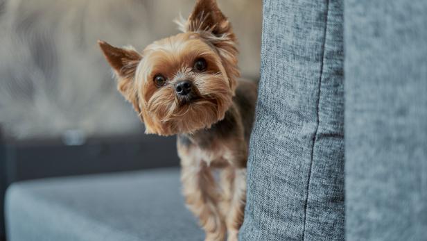 Tierfreunde, die sich ab Juni 2023 einen Hund zulegen, müssen neue Gesetze beachten