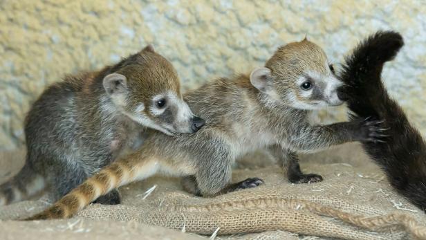 Zwillings-Nachwuchs bei den Nasenbären im Tiergarten Schönbrunn