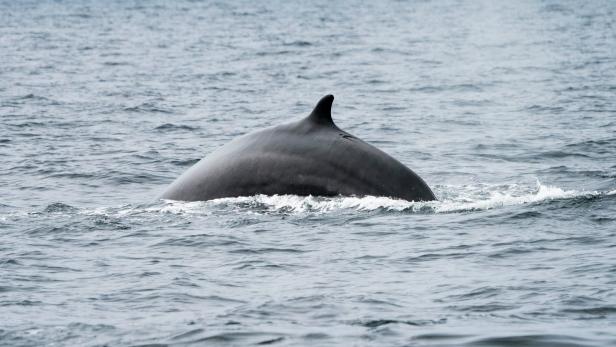 Nach langem wieder mehr Finnwale in der Antarktis gesichtet