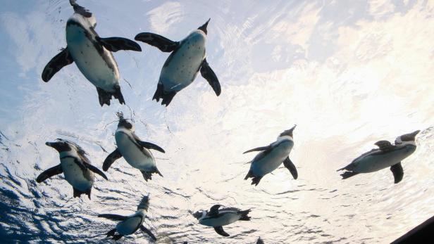 Aquarium in Japan: Pinguine verweigern billigen Fisch