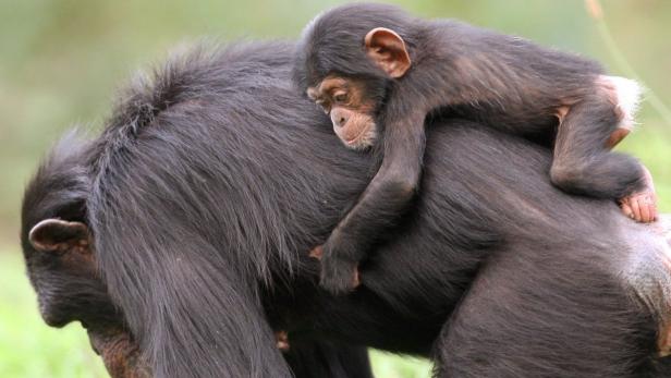 Schimpansen-Mütter verbringen viel Zeit mit männlichen Artgenossen - ihre Söhne sollen von ihnen lernen.