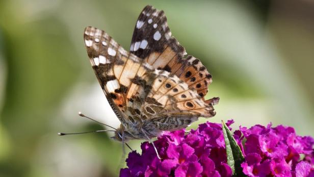 Ein Schmetterling sitzt auf einer lila Blüte.