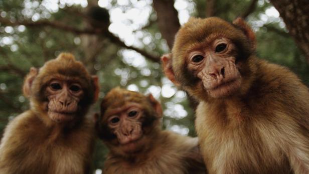 Makaken gehören zu den mittelgroßen Primaten und werden auch Altweltaffen genannt.