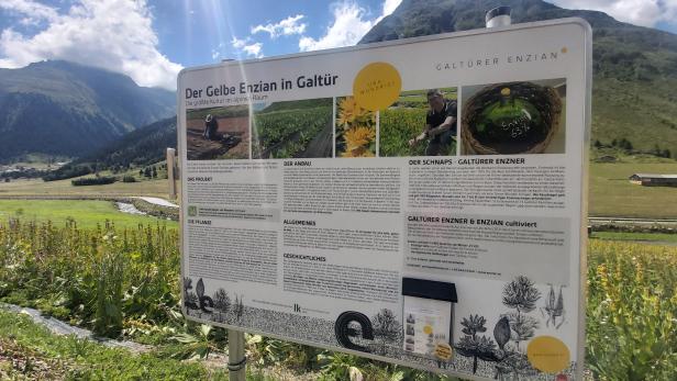 Galtürer Enzian - Die Heilpflanze des Jahres 2022