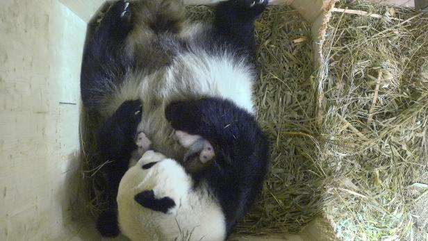 Schönbrunn: Neues von den Pandazwillingen