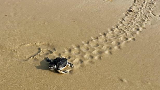 Guinea-Bissau: Riesenschildkröte auf Mini-Insel