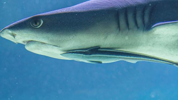 Warnung vom WWF: Oft sei Haifleisch im Essen am Mittelmeer "versteckt"