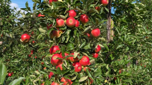 Frage an den Experten: Was tun bei Pilzbefall am Apfelbaum?