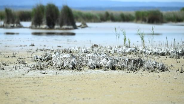 30 Grad Wassertemperatur: Fischsterben im Neusiedler See