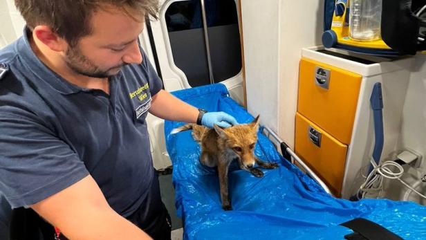 Rettung barg in Wien verletzten Fuchs von Straße