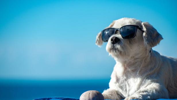 Ein Hund mit Sonnenbrille entspannt am Strand auf einem Handtuch.