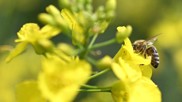 Für Bienen unauffindbar: Klimaerwärmung raubt Blüten ihren Duft