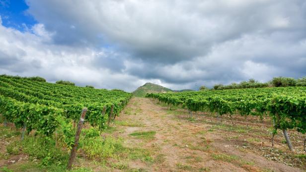 Ein Weinberg mit einem Hügel im Hintergrund unter einem bewölkten Himmel.