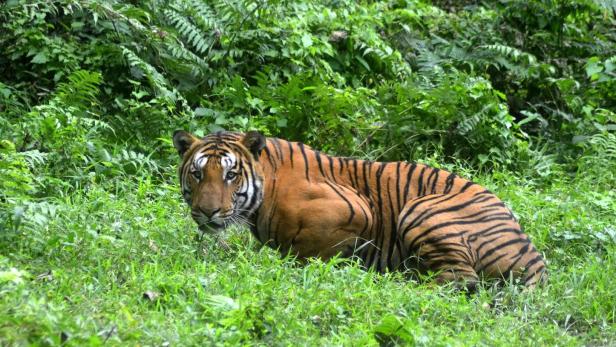 Ausgangssperre für Dorf in Indien nach tödlichen Tiger-Angriffen