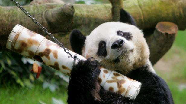 Ältester Riesenpanda der Welt in Hongkonger Zoo gestorben