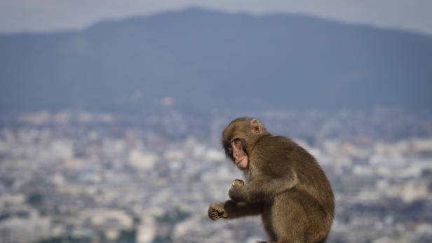 Japanese macaques at Arashiyama Monkey Park in Kyoto