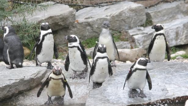 Salzburger Pinguine auf der Flucht: Schwarz-weiße Ausbrecherkönige