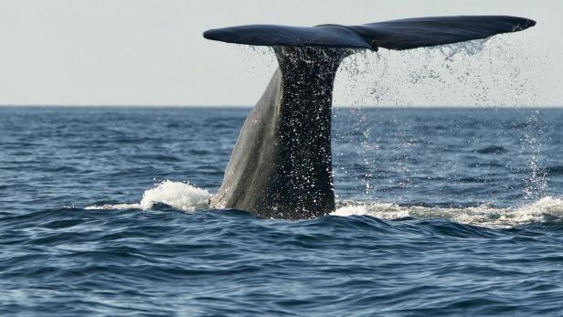 Wal in Kroatien gesichtet: "Nähern Sie sich ihm nicht an!“