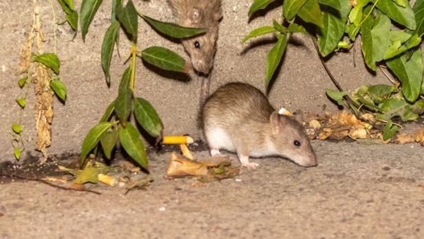 In St. Margarethen tummeln sich zu viele Ratten. Jetzt werden Maßnahmen ergriffen.