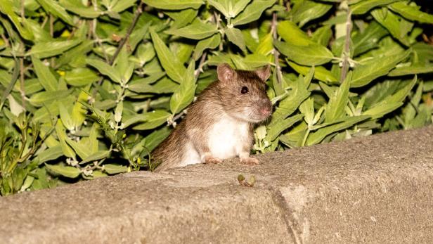 Ratte in Wien