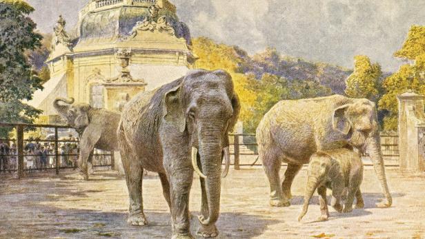 270 Jahre Schönbrunn: Eine Geschichte von Tieren und Menschen