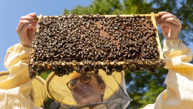 Was Bienen angehenden Lehrern und Schülern beibringen