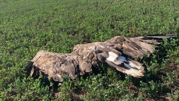 Toter Seeadler in Gols gefunden – Kollision mit Windrad vermutet