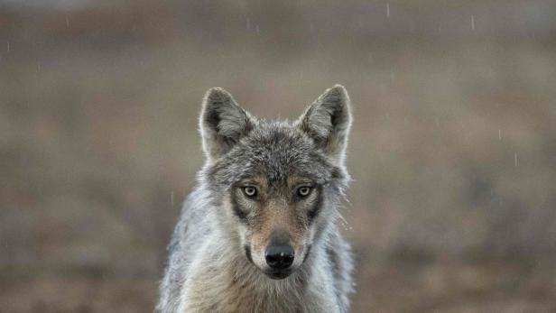 NÖ: Erst Warnschuss treibt Wolf in die Flucht