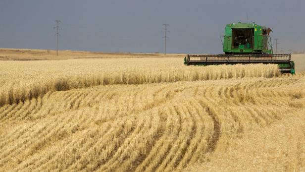 Russland erwägt Kürzungen von Getreide-Exporten