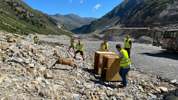 Ausgewilderte Gämsen spitzeln ihre Artgenossen aus