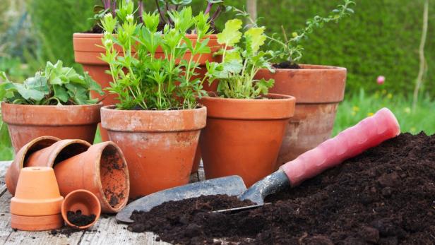 Mehrere Terrakotta-Töpfe mit Pflanzen und eine Gartenschaufel auf einem Tisch.