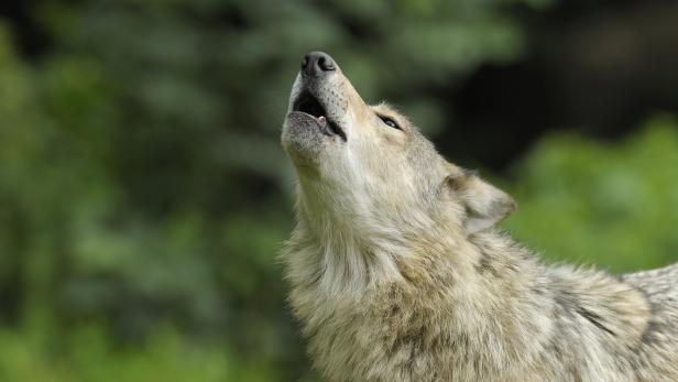 Wolf aus der Nordpopulation durchstreifte das Ybbstal und hinterließ tödliche Spur