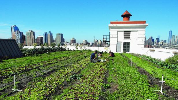 Großstädter zieht es zum Garteln aufs Dach: In New York ist Urban Gardening der letzte Schrei