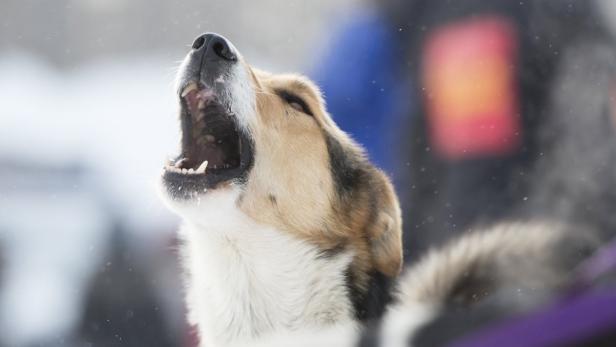 Kommt es zu Missverständnissen zwischen Mensch und Hund, liegt das meist am Menschen.