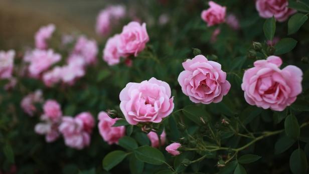 Tipp von der Gärtnerin: Rose braucht Rückschnitt