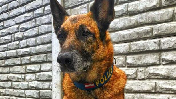 Polizeihund als Lebensretter: Abgängiger bei Gleisen gefunden