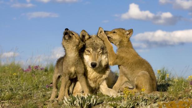 Fünf Wolfswelpen in Kärnten gesichtet
