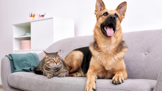 Wohnen mit Haustier: 5 Einrichtungstipps für HaustierbesitzerInnen
