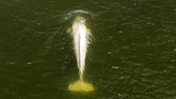Rescue operation for a Beluga whale lost in the Seine river