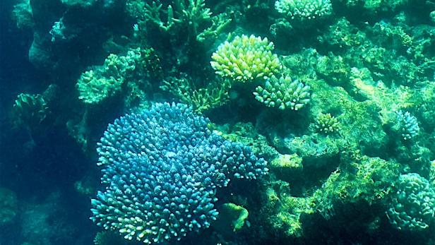 Vorsichtiger Optimismus: Great Barrier Reef erholt sich