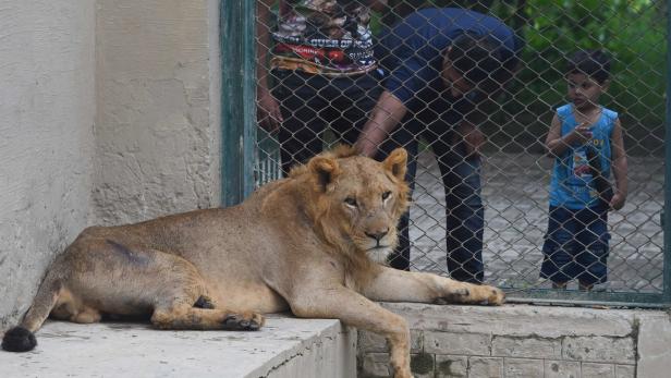 Zoo in Pakistan sagte umstrittene Löwen-Versteigerung ab