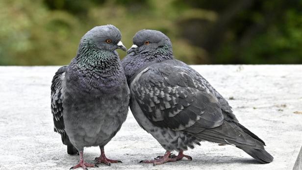 Tauben in der Stadt: Vergiften verboten, Füttern ebenso