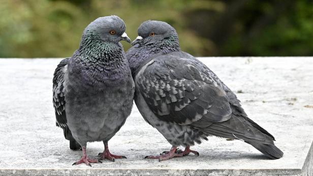 Zwei Tauben stehen auf einer Mauer und schauen einander an.