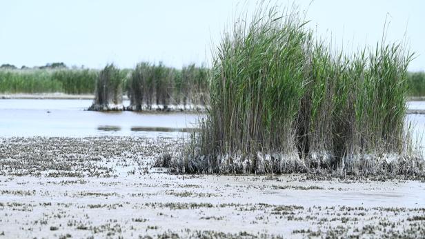 Trockenheit: WWF warnt vor Wasserzuleitung in Neusiedler See